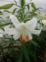 [4234 Casa Blanca EVR No02.JPG]